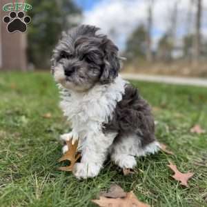 Maple, Shih-Poo Puppy